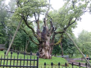 The Stelmužė Oak in present-day Lithuania.