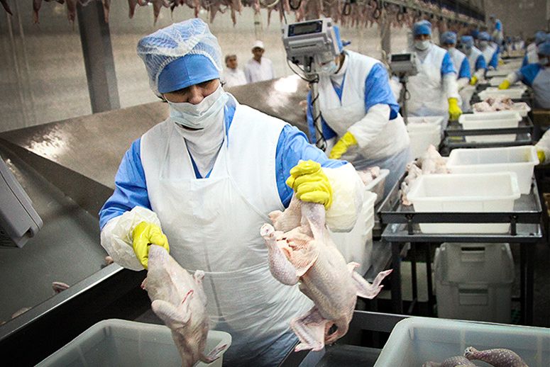 Workers handle chickens on the production line of a meat processing factory. (Photo: Sasha Mordovets/Getty Images)